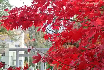 阿佐ヶ谷神明宮のその他建物