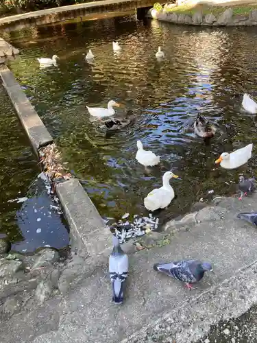 平塚八幡宮の動物