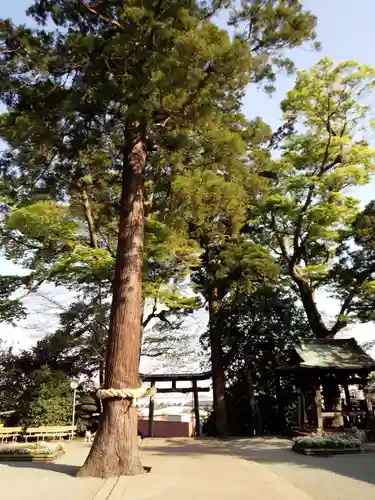 比々多神社の鳥居