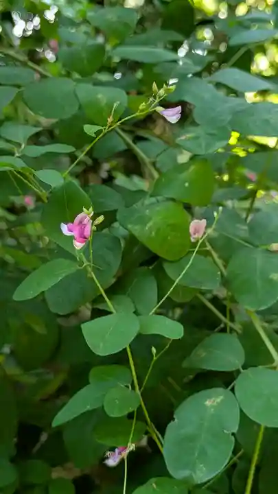 梨木神社(京都府)