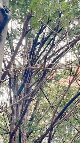 北海道神宮の自然