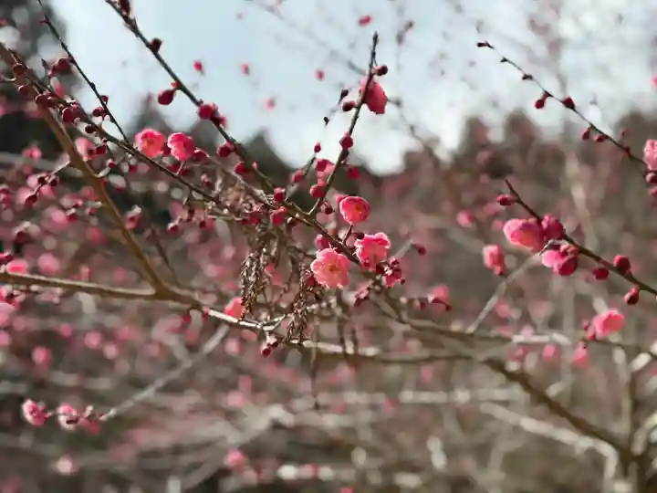 大洞院(静岡県)