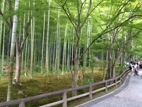 天龍寺の自然