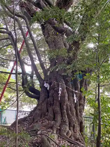 阿蘇神社の自然