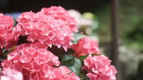 岡寺（龍蓋寺）(奈良県)