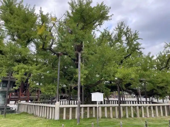 本願寺(西本願寺)(京都府)