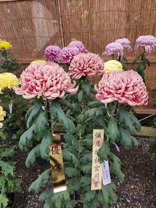 彌彦神社の庭園