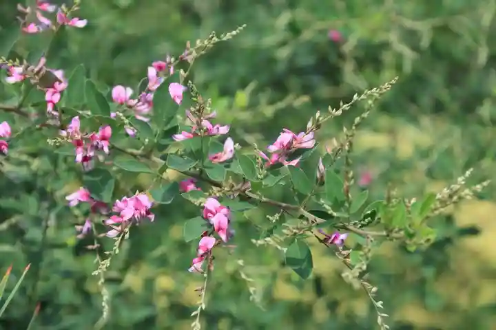 高司神社〜むすびの神の鎮まる社〜の自然