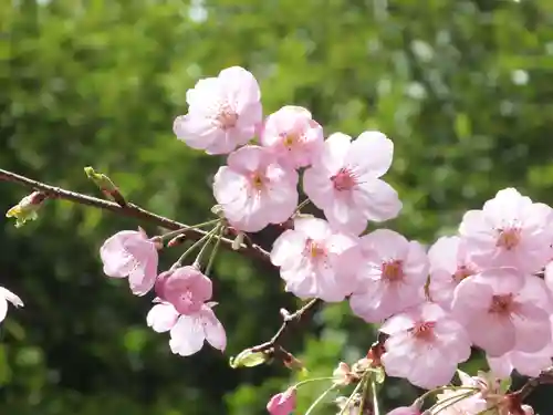 近江神宮の自然