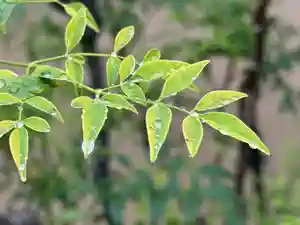 西方山極楽寺(岐阜県)(2026年04月16日(木) 00時04分27秒投稿)
