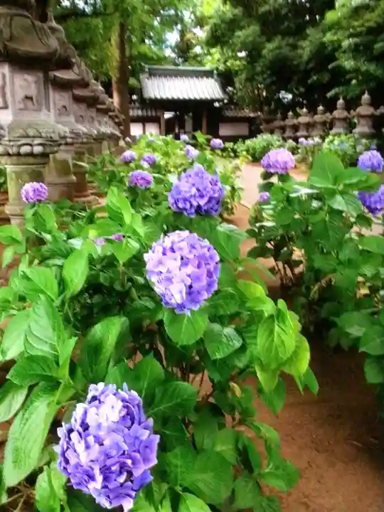 妙法寺(東京都)