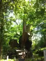 來宮神社の自然