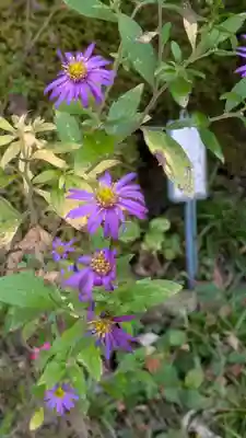 大豊神社(京都府)