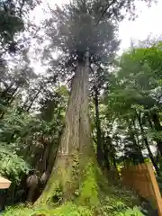 須山浅間神社(静岡県)