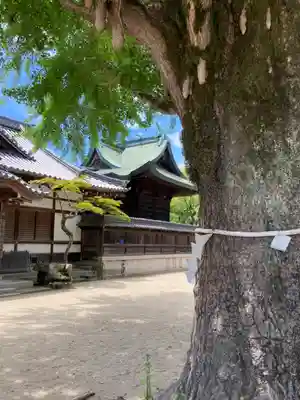 松原八幡神社の本殿・本堂