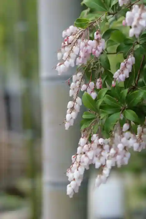 密藏院(埼玉県)