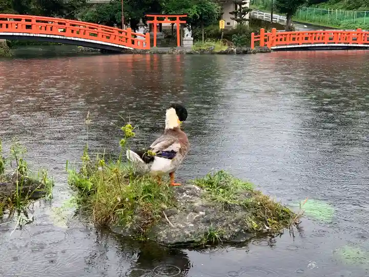 富士山本宮浅間大社の動物
