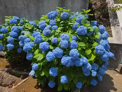 金地院(東京都)