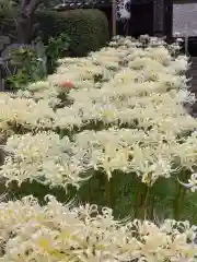 横浜　西方寺(神奈川県)