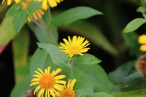 開成山大神宮の庭園