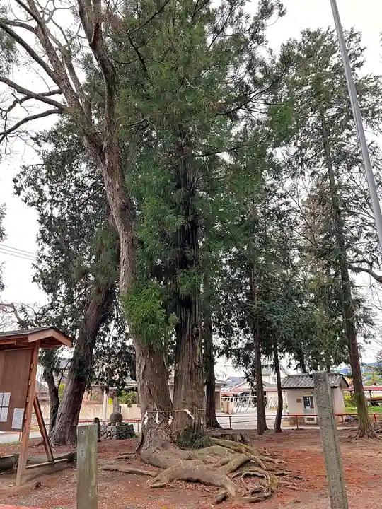 熊野神社の自然