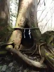 戸隠神社奥社の自然