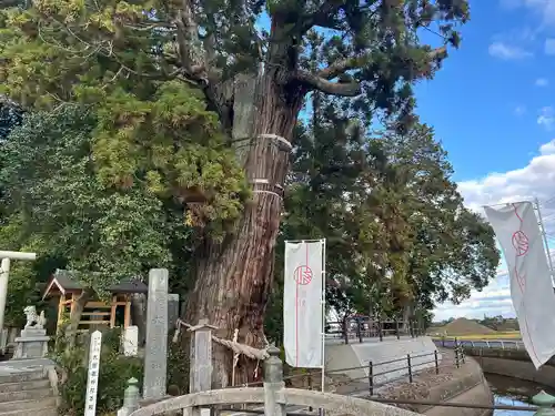大國魂神社の自然