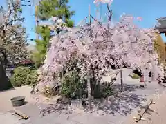 後白河院御聖蹟　法住寺の自然