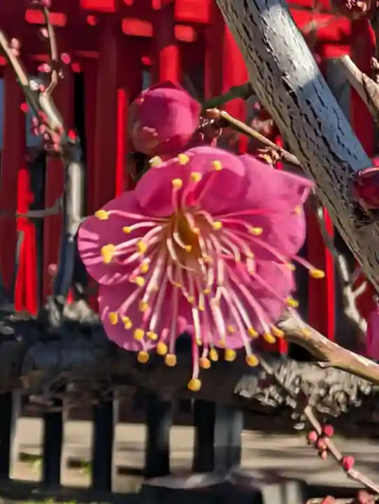 白山神社(東京都)