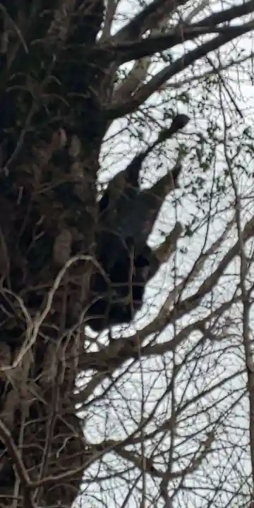 飛木稲荷神社の自然