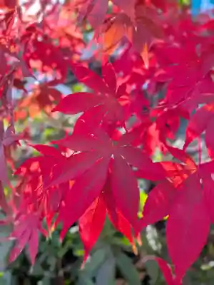 阿佐ヶ谷神明宮(東京都)