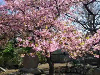 新井薬師（梅照院）(東京都)