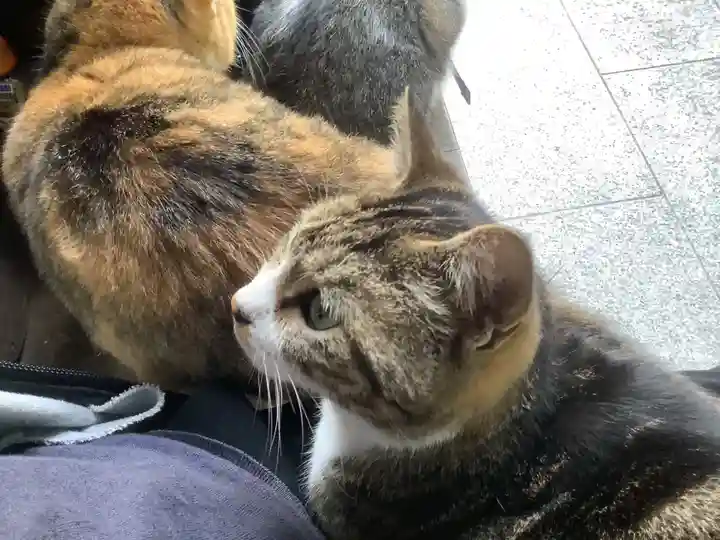 玉野御嶽神社の動物