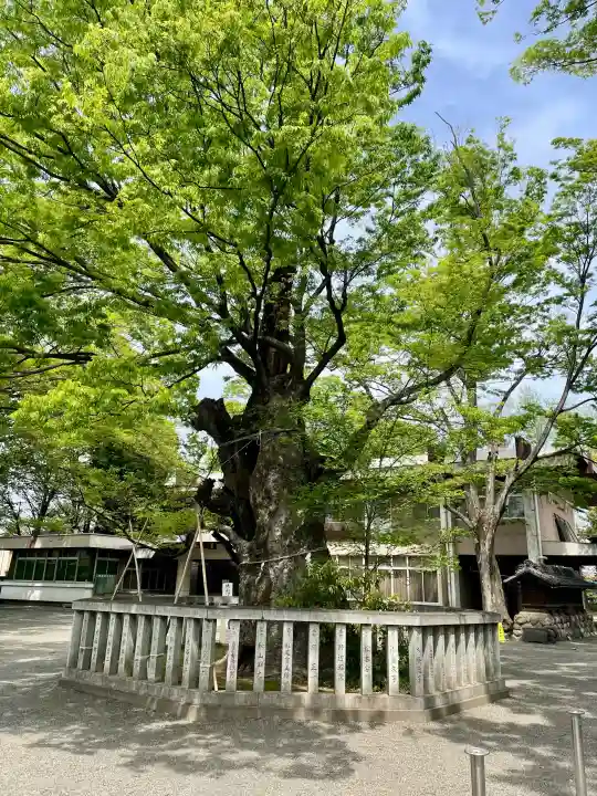 高城神社の{uncategorized: "未分類", other: "その他", undefined: "問題あり", building: "その他建物", grave: "お墓", sacred_gate: "鳥居", guardian: "狛犬", statue: "像", buddha: "仏像", history: "歴史", nature: "自然", garden: "庭園", animal: "動物", pagoda: "塔", temizu: "手水舎", mountain_gate: "山門・神門", sanctuary: "本殿・本堂", subordinate: "末社・摂社", art: "芸術", scenery: "景色", jizo: "地蔵", ema: "絵馬", goshuin: "御朱印", omikuji: "おみくじ", items: "授与品その他", amulet: "お守り", goshuincho: "御朱印帳", eats: "食事", festival: "お祭り", votive_dance: "神楽", shichigosan: "七五三参", wedding: "結婚式", experience: "体験その他", initially: "初詣", around: "周辺", anti_infection: "感染症対策"}