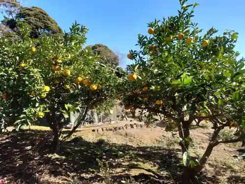 伊豆山神社の自然