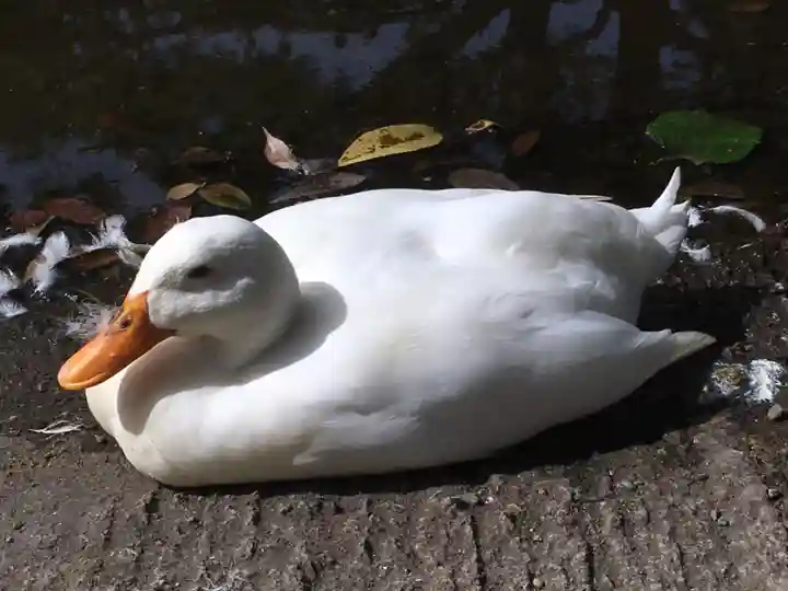 平塚八幡宮の動物
