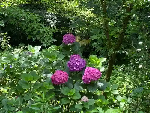 観音山慈眼院（高崎観音）の自然