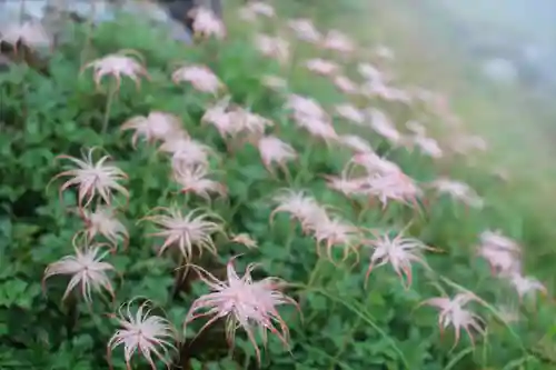 雄山神社峰本社の自然