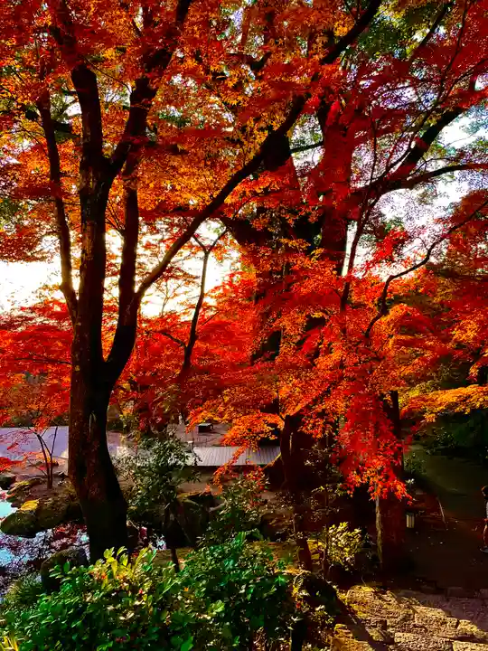 宝満宮竈門神社の自然