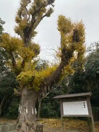 鎌数伊勢大神宮(千葉県)