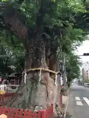 大國魂神社の自然