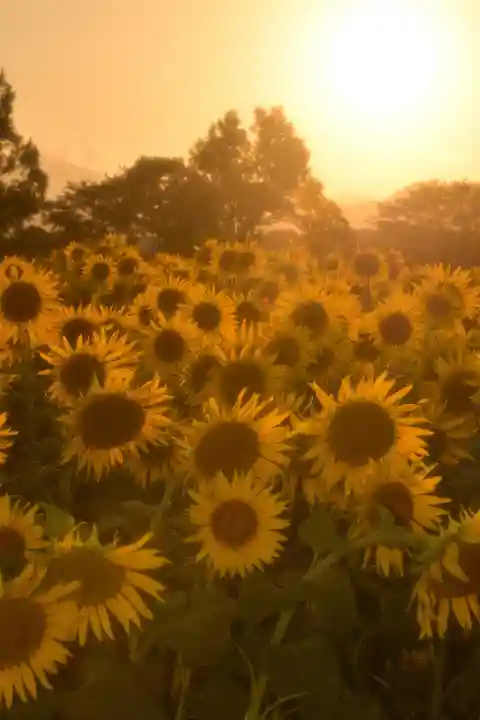 座間神社(神奈川県)