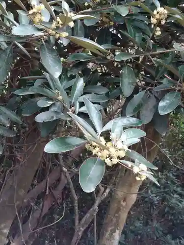 志賀海神社の自然