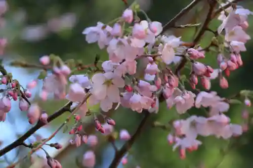 神炊館神社 ⁂奥州須賀川総鎮守⁂の庭園