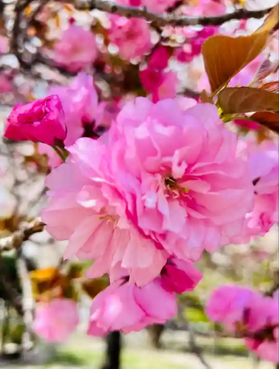 東寺(教王護国寺)の自然