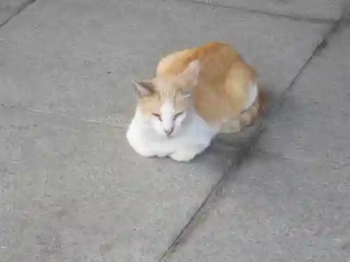 川崎大師（平間寺）の動物