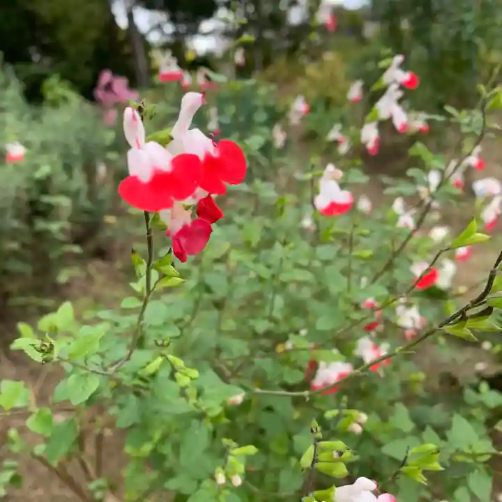 豊景神社の自然