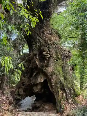 大山祇神社奥の院 生樹の御門(愛媛県)