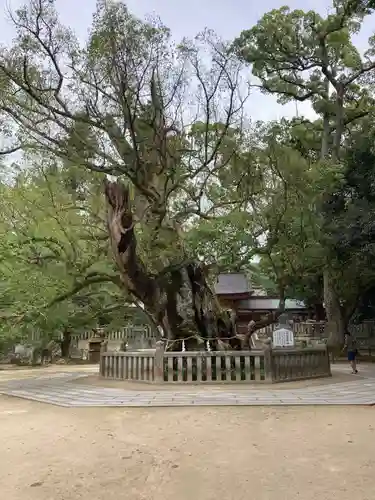 大山祇神社の自然