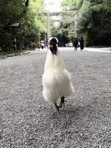 熱田神宮の動物